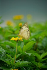 Close-up of a white butterfly sucking nectar from a wild flower