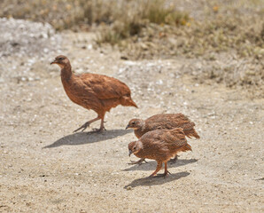 Spurfowl, bird and nature with chick on ground for walk at sustainable game park for conservation with ecology. Animal, francolin and group for baby, hen or field with summer sunshine in South Africa
