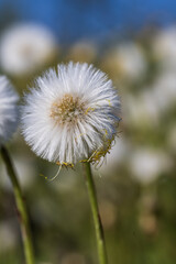 seeds of a mother and stepmother in the field