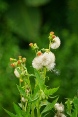 Close-up of Crassocephalum crepidioides flower