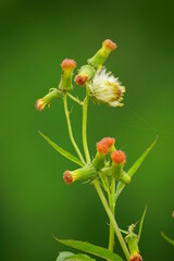 Close-up of Crassocephalum crepidioides flower