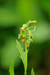 Close-up of Crassocephalum crepidioides flower