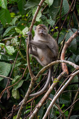 Long-tailed Macaque - Macaca fascicularis, common monkey from Southeast Asia forests, woodlands and gardens, Borneo, Malaysia.
