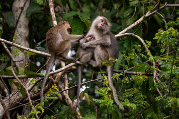 Long-tailed Macaque - Macaca fascicularis, common monkey from Southeast Asia forests, woodlands and gardens, Borneo, Malaysia.