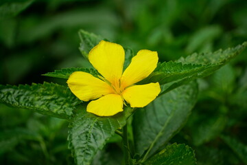 Close-up of blooming yellow Damiana flower - Turnera diffusa