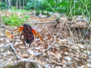 Cockroach insects caught in the net are dead