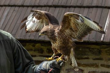 a raptor with outstretched wings on a falconer's hand