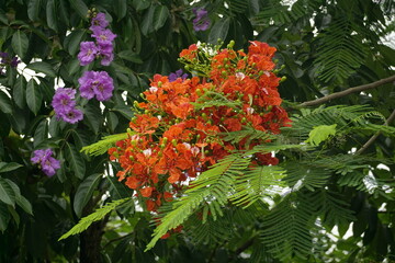 Close-up of red Delonix regia flowers blooming in summer