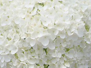 白い紫陽花 アジサイ White Hydrangea