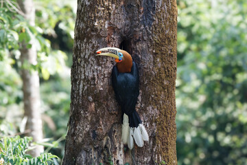A female rufous-necked hornbill (Aceros nipalensis) observed in Latpanchar in West Bengal, India