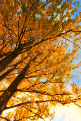 Autumn, bottom and nature trees in woodlands, environment and outdoor forest with orange foliage in...