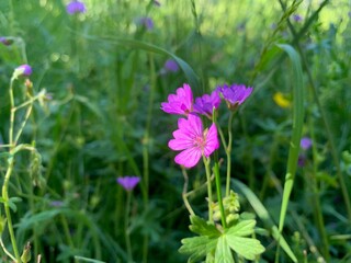 Fototapeta premium flowers in the field