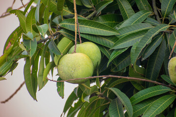 Mango hanging on the mango tree with leaf background in summer fruit garden orchard