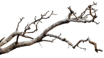 Dry twisted jungle branch isolated on white background