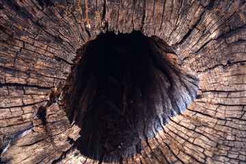 Tree trunk with dark nature hole and textured bark