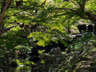 青紅葉に覆われた奈良公園の吉城川