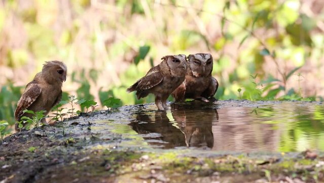 Collared scops owl, Otus lettia