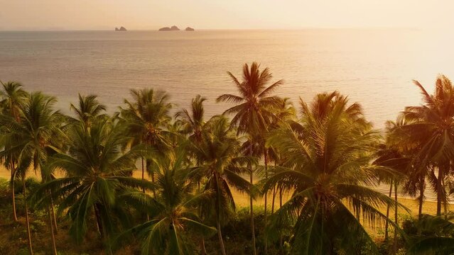 Ocean Sunrise, sunset view of Palm tree and tropical island beach. Concept of vacations in tropical country. 