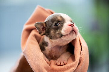 American bully  puppies closeup is being carried in a cloth on  background.