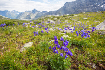 Blue aquilegia flowers in the Yeshtu valley. Altai