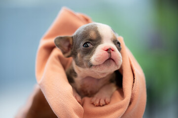 American bully  puppies closeup is being carried in a cloth on  background.