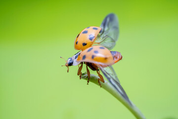 Harmonia axyridis in the wild state