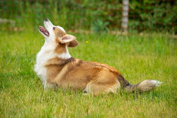 Pembroke Welsh Corgi walks on green grass