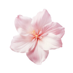 Pink flower petal isolated on transparent background