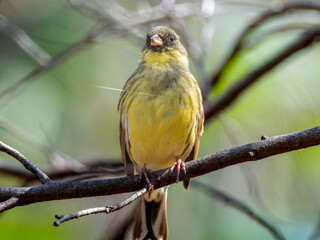 木の枝にとまるアオジ