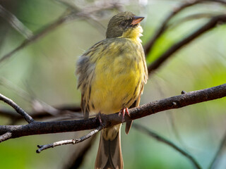 木の枝にとまるアオジ