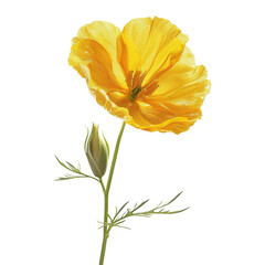 buttercup flower isolated on Transparent background