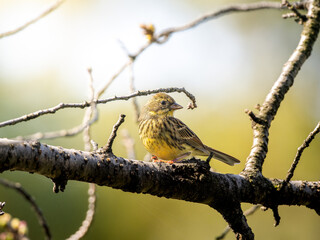 木の枝にとまるアオジ