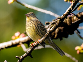 木の枝にとまるアオジ