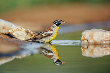 African Golden breasted Bunting standing in water with reflection in Kruger National park, South...