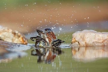 African Golden breasted Bunting bathing in waterhole with reflection in Kruger National park, South Africa ; Specie Fringillaria flaviventris family of Emberizidae