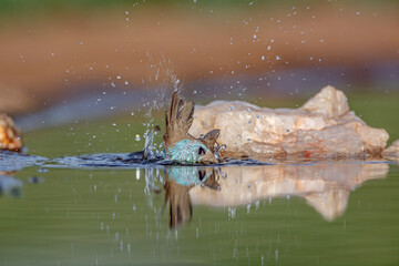 Blue-breasted Cordonbleu  bathing in waterhole with reflection in Kruger National park, South Africa ; Specie Uraeginthus angolensis family of Estrildidae
