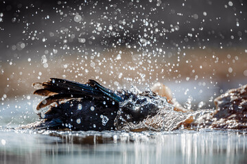 Cape Glossy Starling bathing backlit in waterhole in Kruger National park, South Africa ; Specie...