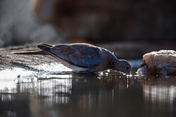 Laughing Dove backlit drinking in waterhole in Kruger National park, South Africa ; Specie Streptopelia senegalensis family of Columbidae