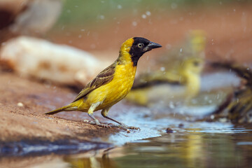 Lesser Masked Weaver male bathing in waterhole in Kruger National park, South Africa ; Specie Ploceus intermedius family of Ploceidae