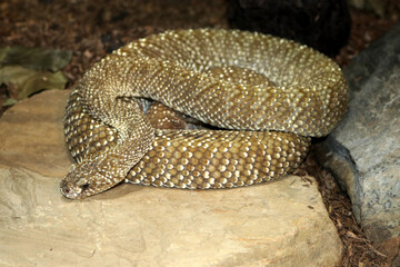 Tiger snake (Notechis scutatus) hiding among the rocks : (pix Sanjiv Shukla)