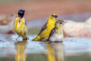 Lesser Masked Weaver family bathing in waterhole with reflection in Kruger National park, South...