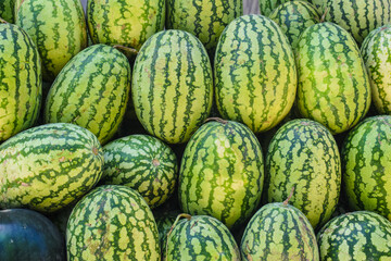 Fresh watermelon fruit just picked in the watermelon field. Agricultural watermelon field. Watermelon harvest season in summer. watermelon texture