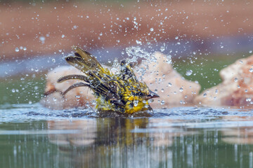 Lesser Masked Weaver bathing in waterhole in Kruger National park, South Africa ; Specie Ploceus...