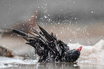 Red billed Buffalo Weaver in Kruger National park, South Africa ; Specie Bubalornis niger family of...