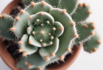  cactus in a pot, isolated white background