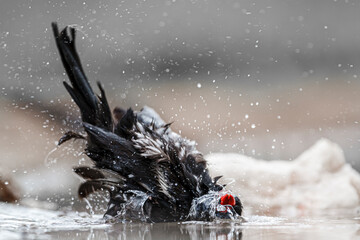 Naklejka premium Red billed Buffalo Weaver in Kruger National park, South Africa ; Specie Bubalornis niger family of Ploceidae