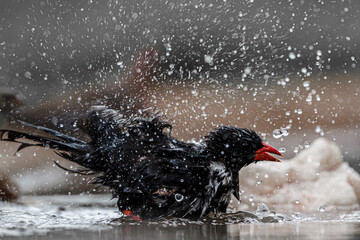 Red billed Buffalo Weaver in Kruger National park, South Africa ; Specie Bubalornis niger family of Ploceidae