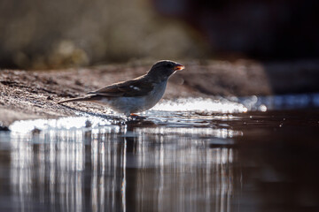 Southern Grey-headed Sparrow backlit drinking in waterhole in Kruger National park, South Africa ; Specie family Passer diffusus of Passeridae