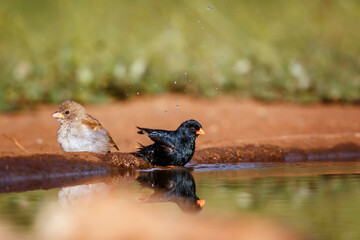 Village Indigobird bathing in waterhole with reflection in Kruger National park, South Africa ; Specie Vidua chalybeata family of  Viduidae
