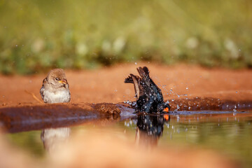 Village Indigobird bathing in waterhole with reflection in Kruger National park, South Africa ; Specie Vidua chalybeata family of  Viduidae